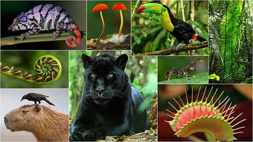 EdTechLens: Rainforest Journey Introduction