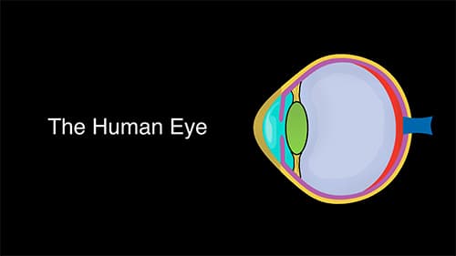 EdTechLens - Light Processing in the Human Eye