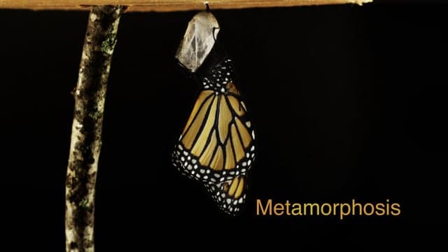 EdTechLens - Butterfly Life Cycle