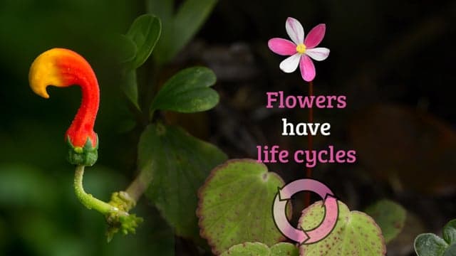 EdTechLens - Flower Life Cycle
